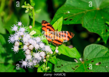 Schmetterling auf Blatt in einem Wald Stockfoto