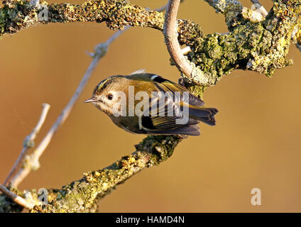 Wintergoldhähnchen (Regulus Regulus) Stockfoto