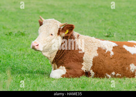 Junge Kuh Hereford Rasse liegen auf sonnigen alpinen Weiden mit frischen Naturrasen Stockfoto