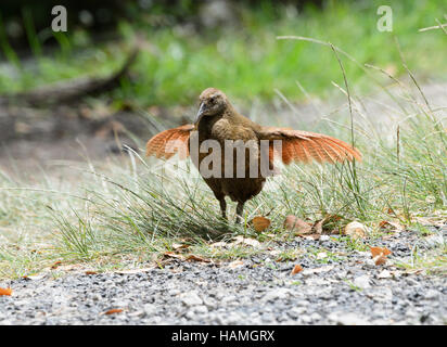 Lord Howe Woodhen (Tricholimnas Sylvestris) hat vor dem Aussterben gerettet worden und ist endemisch auf der Lord-Howe-Insel, New-South.Wales, NSW, Australien Stockfoto