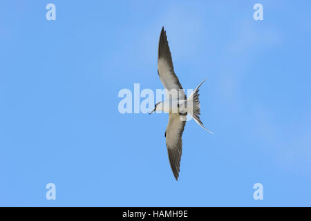 Sooty Tern (Sterna Fuscata) im Flug, Lord-Howe-Insel, New-South.Wales, NSW, Australien Stockfoto