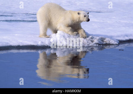 Eisbär Stockfoto