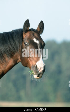 Leutstettener Hengst Im Porträt Stockfoto