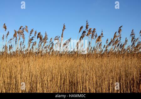 ein Bett von Phragmites Australis Common Reed vor blauem Himmel Stockfoto