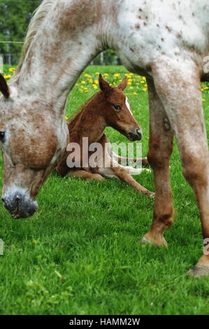 Appaloosa Pferd Stockfoto