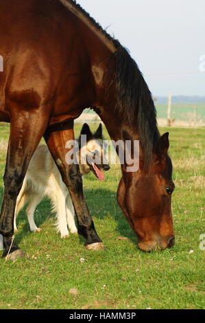 Quarter Horse Stute Und hund Stockfoto