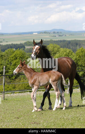 Deutschen Warmblut Pferd, Stute mit Fohlen Stockfoto