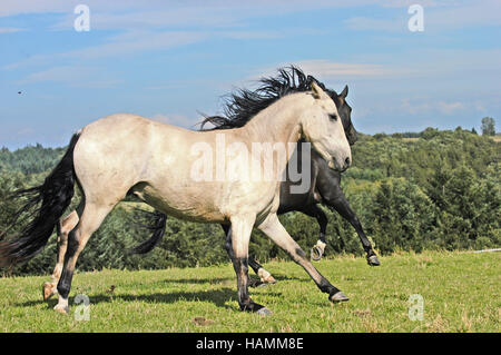 Kruppe Marchador Pferd Stockfoto