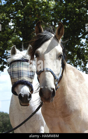 Kruppe Marchador Hengst Stockfoto