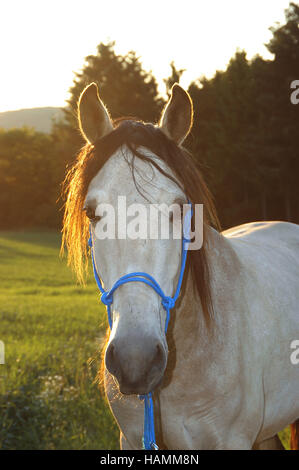 Kruppe Marchador Hengst Stockfoto