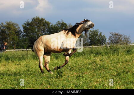 Kruppe Marchador Pferd Stockfoto