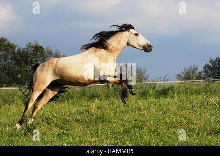 Kruppe Marchador Pferd Stockfoto