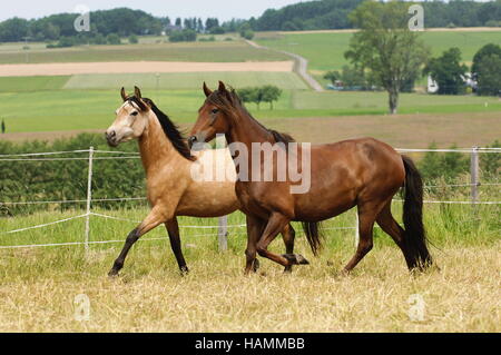 Kruppe Marchador Pferd Stockfoto