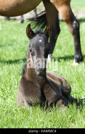 Arabisches Pferd Stockfoto