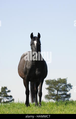 Arabisches Pferd Stockfoto