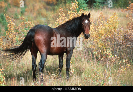 Mustang Stockfoto