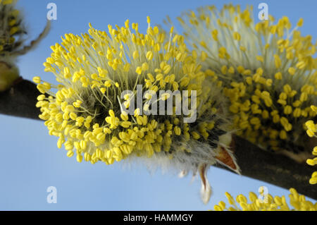 Großen Caesar / Goat Willow / Salweide Stockfoto