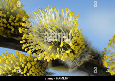 Großen Caesar / Goat Willow / Salweide Stockfoto