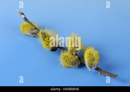 Großen Caesar / Goat Willow / Salweide Stockfoto