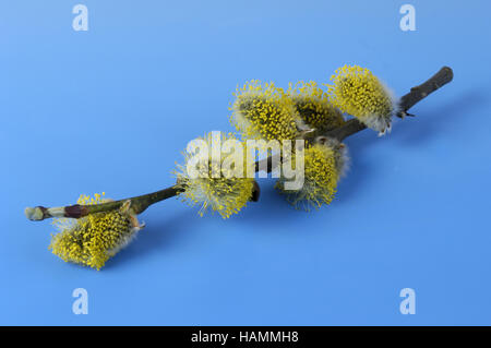 Großen Caesar / Goat Willow / Salweide Stockfoto