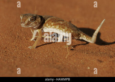 Riesige Boden Gecko 1 Stockfoto