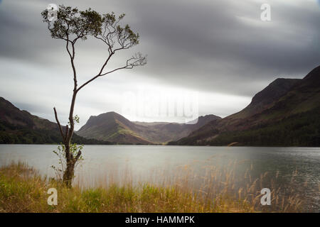 Einsamer Baum an der Spitze der Buttermere im englischen Lake District Stockfoto