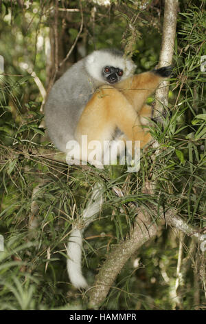 Matrizengeformte Sifaka ruht in Baum Stockfoto