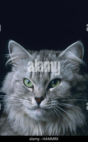 Sibirische Waldkatze Stockfoto