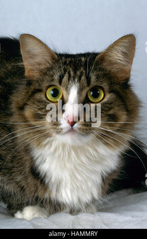 Sibirische Waldkatze Stockfoto