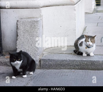 London, 3. Dezember 2016, Palmerston, das Auswärtige Amt Katze (schwarz und weiß) geht weg von einer Konfrontation mit Larry, die Downing Street Cat Credit: Ian Davidson/Alamy Live News Stockfoto