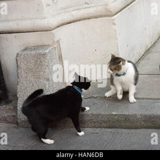 London, 3. Dezember 2016, Palmerston, die Auswärtige Amt Katze (schwarz und weiß) hat eine Konfrontation mit Larry, die Downing Street Cat Credit: Ian Davidson/Alamy Live News Stockfoto