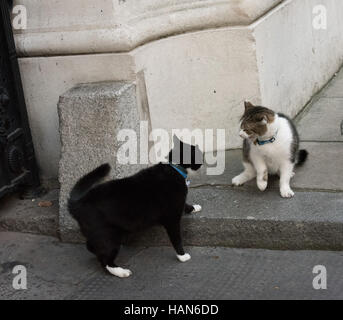 London, 3. Dezember 2016, Palmerston, die Auswärtige Amt Katze (schwarz und weiß) hat eine Konfrontation mit Larry, die Downing Street Cat Credit: Ian Davidson/Alamy Live News Stockfoto