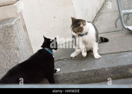 London, 3. Dezember 2016, Palmerston, die Auswärtige Amt Katze (schwarz und weiß) hat eine Konfrontation mit Larry, die Downing Street Cat Credit: Ian Davidson/Alamy Live News Stockfoto