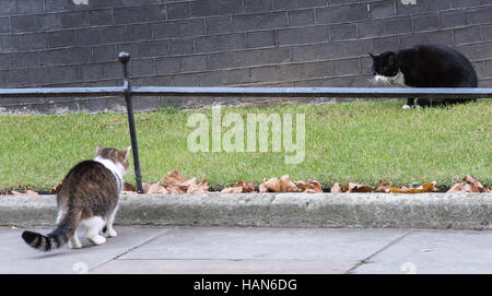 London, 3. Dezember 2016, Palmerston, die Auswärtige Amt Katze (schwarz und weiß) hat eine Konfrontation mit Larry, die Downing Street Cat Credit: Ian Davidson/Alamy Live News Stockfoto