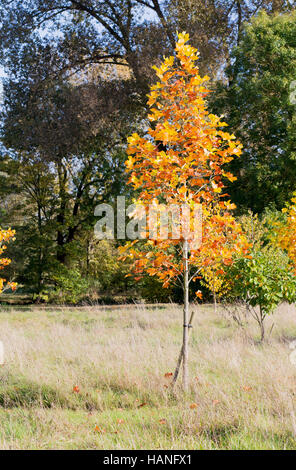Buntes Herbstlaub auf neuen amerikanischen Tulpenbaum Pappel, junge Tuliptree Fichte, Liriodendron Tulipifera mit goldenen Herbstfarben Stockfoto