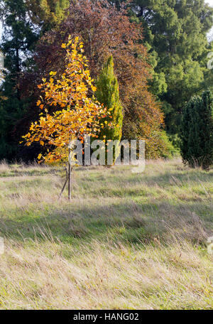 Buntes Herbstlaub auf neuen amerikanischen Tulpenbaum Pappel, junge Tuliptree Fichte, Liriodendron Tulipifera mit goldenen Herbstfarben Stockfoto