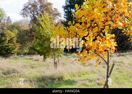 Buntes Herbstlaub auf neuen amerikanischen Tulpenbaum Pappel, junge Tuliptree Fichte, Liriodendron Tulipifera mit goldenen Herbstfarben Stockfoto