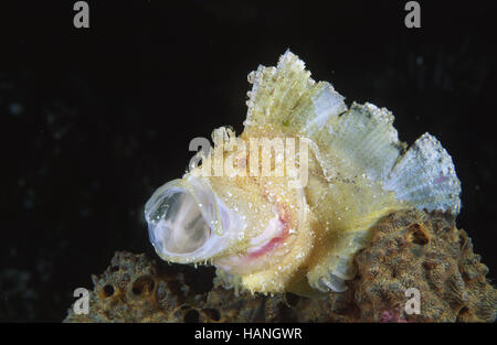 Schaukelfisch Stockfoto