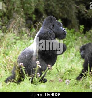 Berggorilla Stockfoto