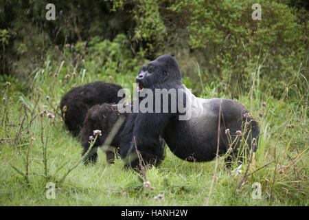 Berggorilla Stockfoto