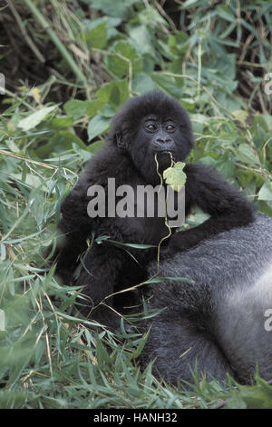 Gorilla, Berggorilla, Stockfoto