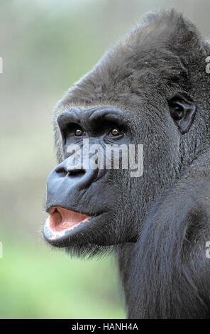 Westerngorilla, Stockfoto