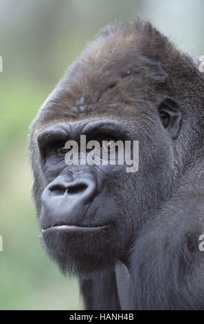 Westerngorilla, Stockfoto