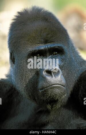 Flachlandgorilla Silverback Stockfoto