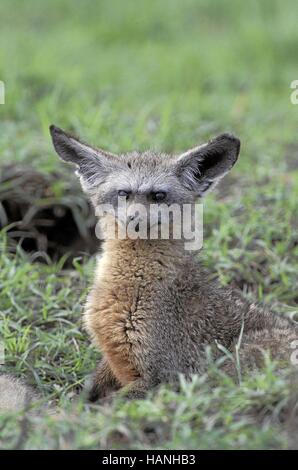 Hieb-eared Fuchs, Löffelhund Stockfoto