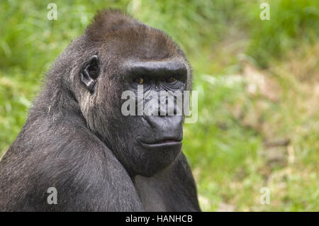 Westerngorilla, Stockfoto