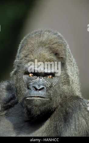 Westerngorilla, Stockfoto