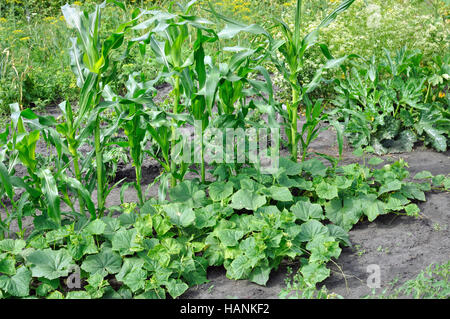 verschiedene Gemüse biologisch angebaut Stockfoto
