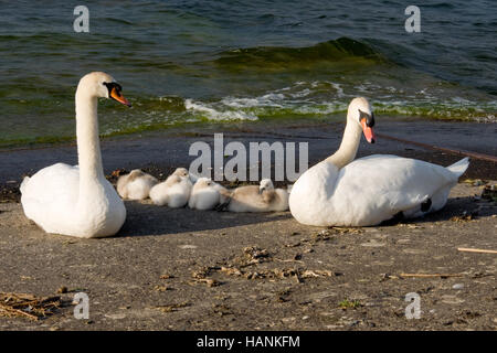 Eine Familie von Schwänen ruhen direkt am See Stockfoto