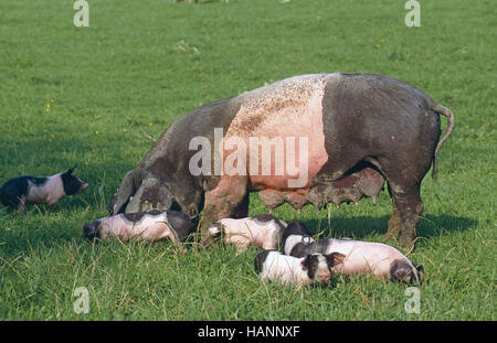 Schwäbisch-Haellisch Schwein, Süddeutschland Stockfoto